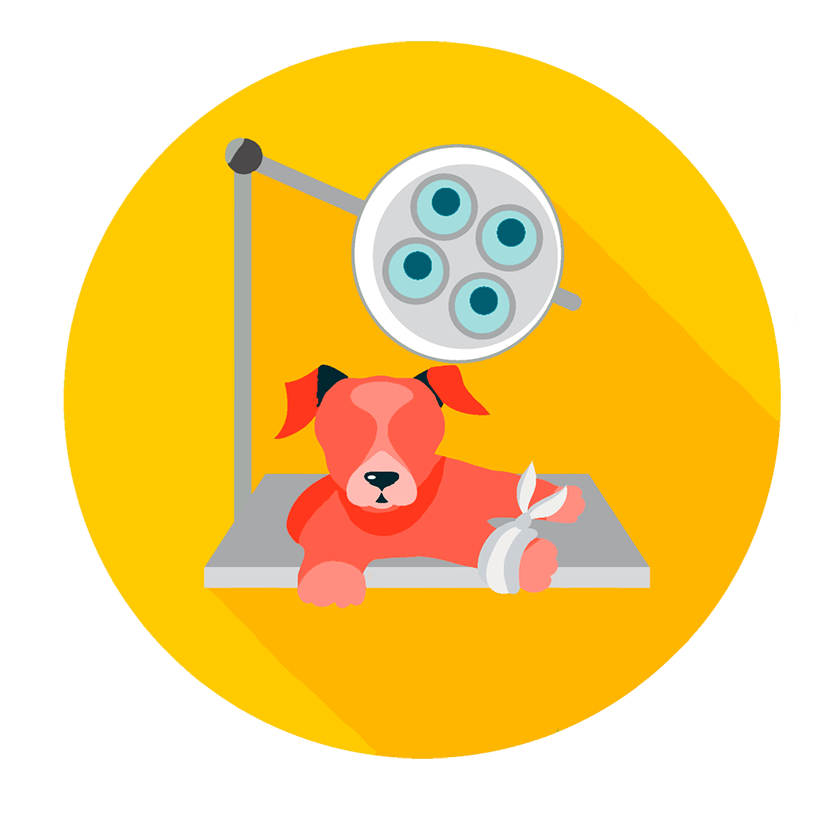 clinica-veterinaria-cirugia